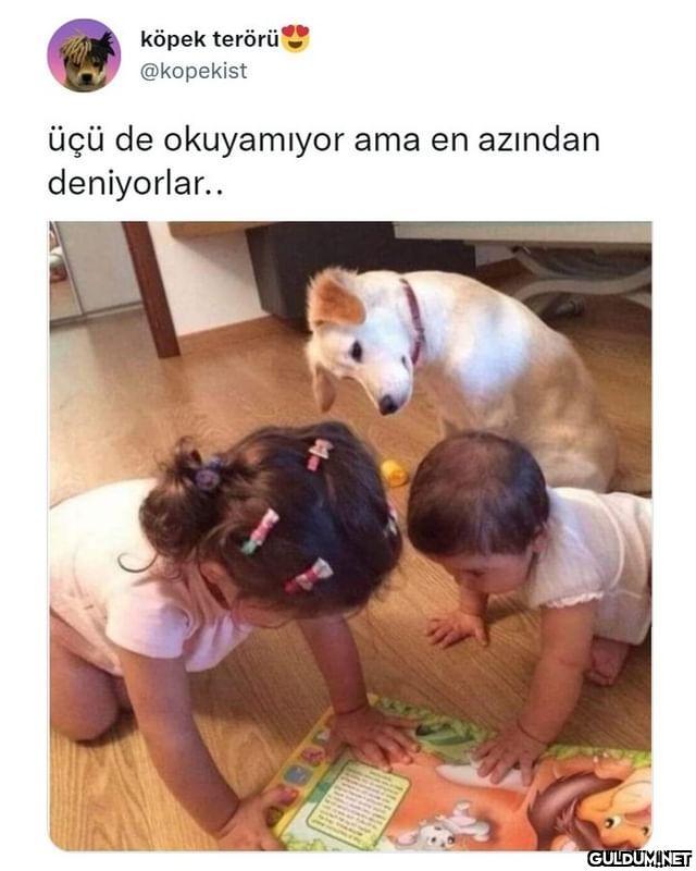 köpek terörü @kopekist üçü...