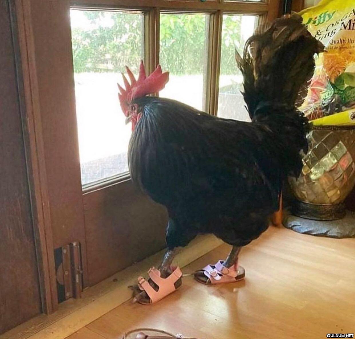 anlamsız fotoğraflar 2393 ...