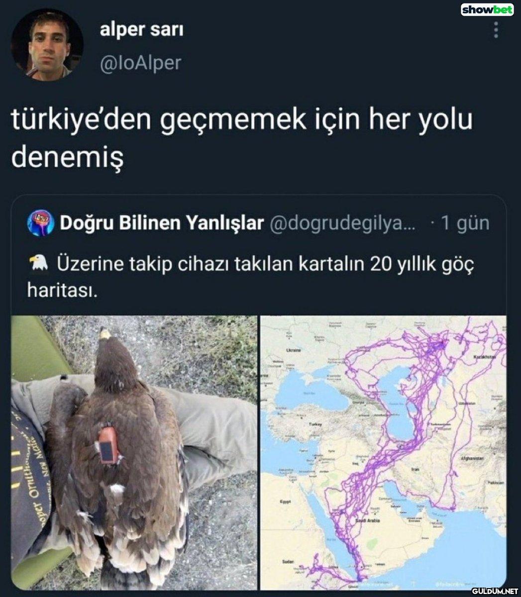 showbet : alper sarı...