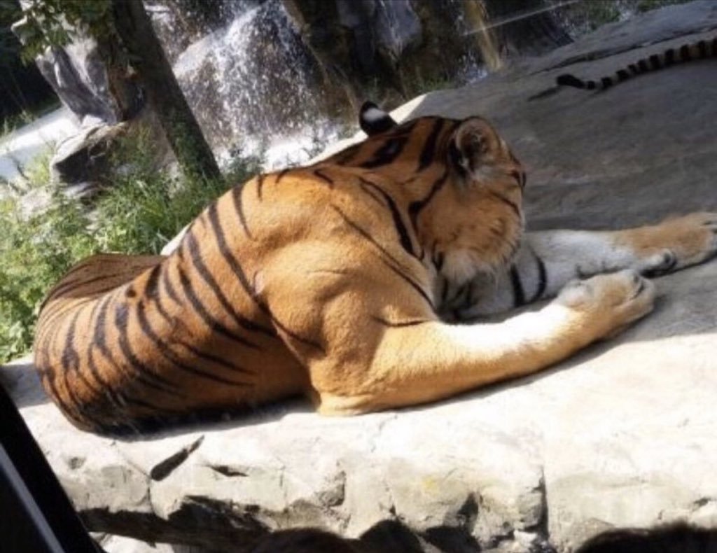 🐅Tam yetişkin bir erkek...
