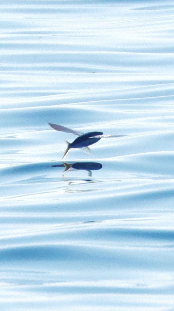 Uçan Balık🐟...