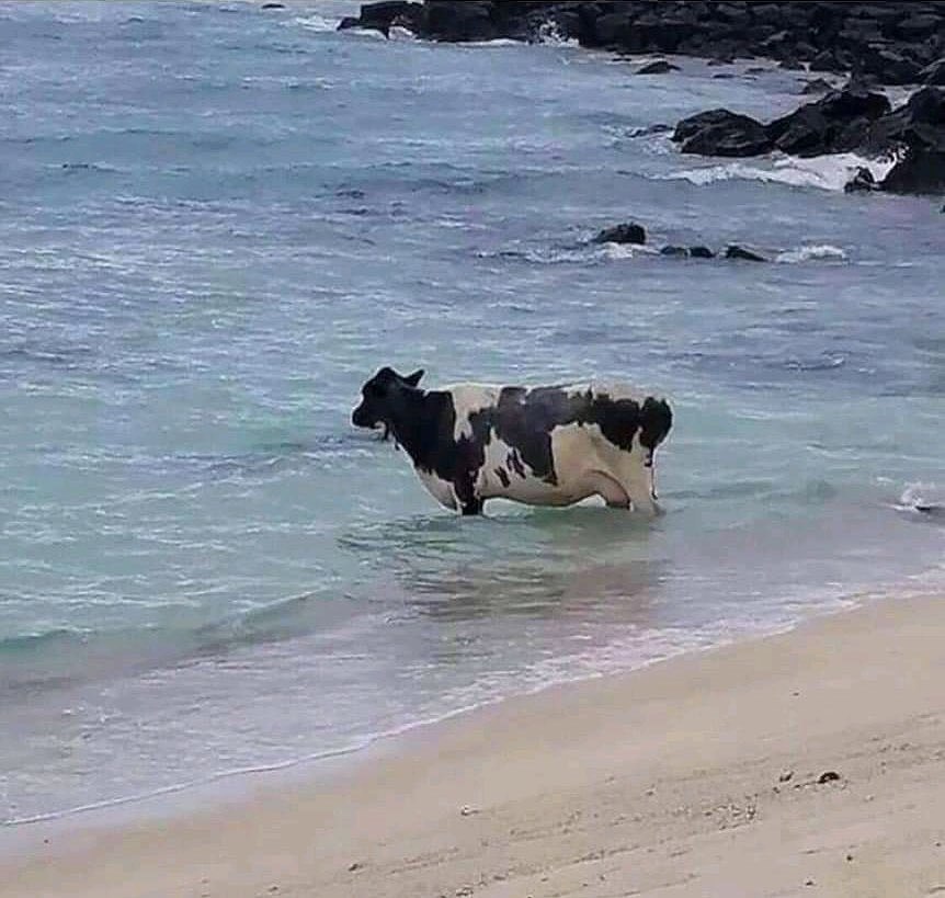 @iamcringeok 🌊🐄  Kaynak