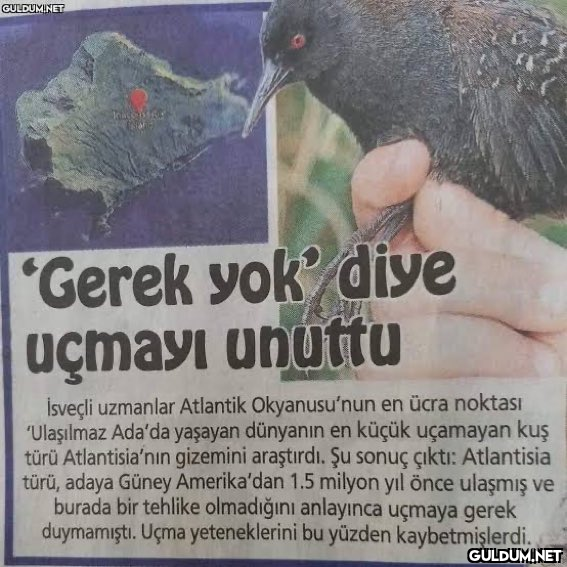 benim üşengeçlik leveli...