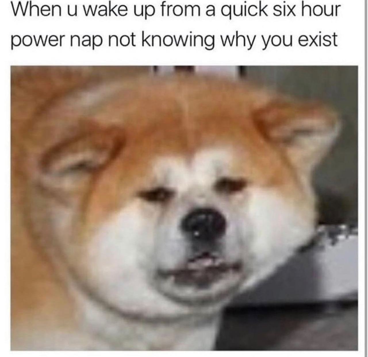 @letmerelaxok 🐶  Kaynak