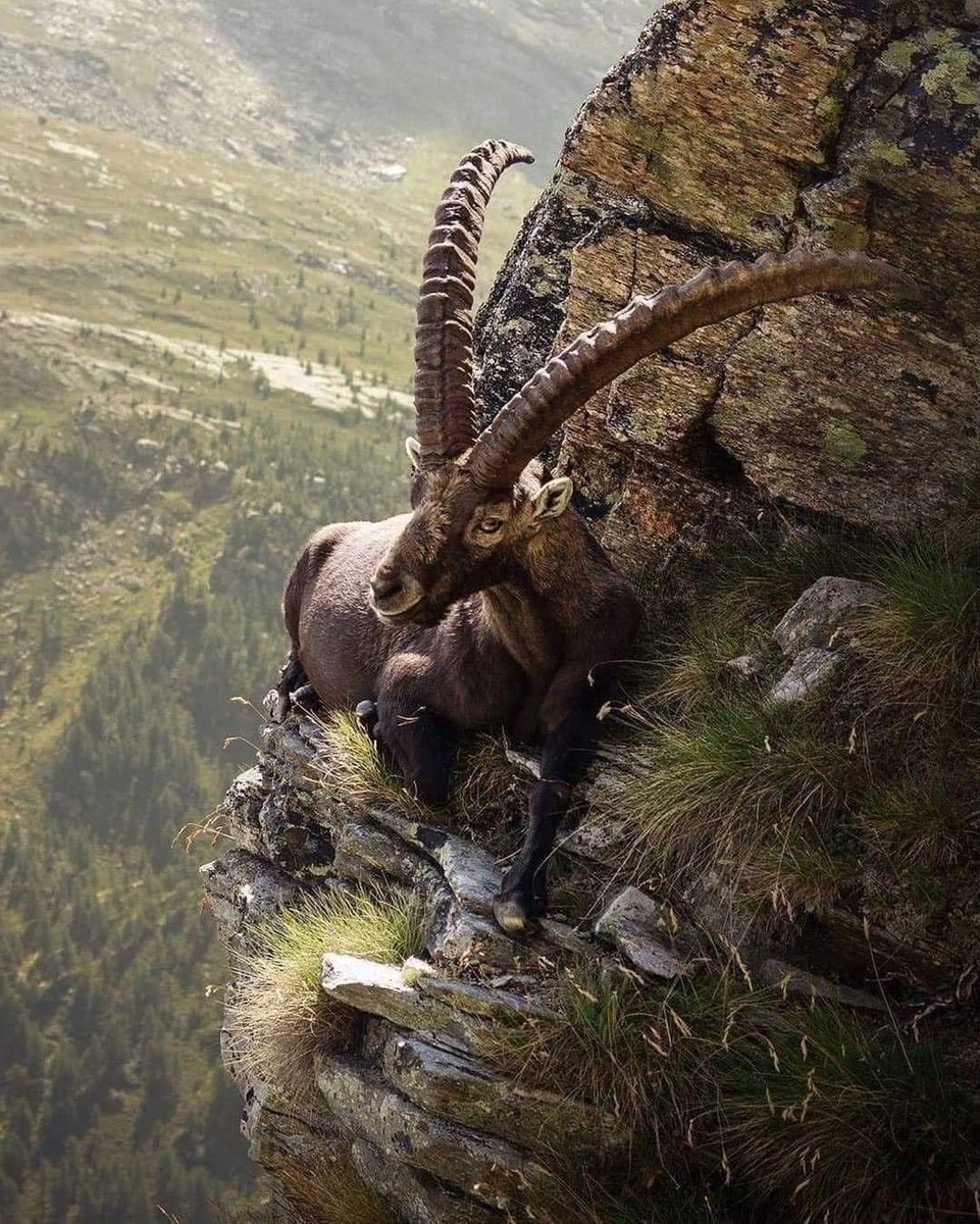 🐐Alp Dağ Keçisi...