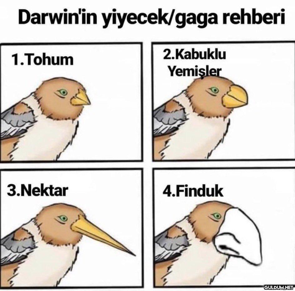 Darwin'in yiyecek/gaga...