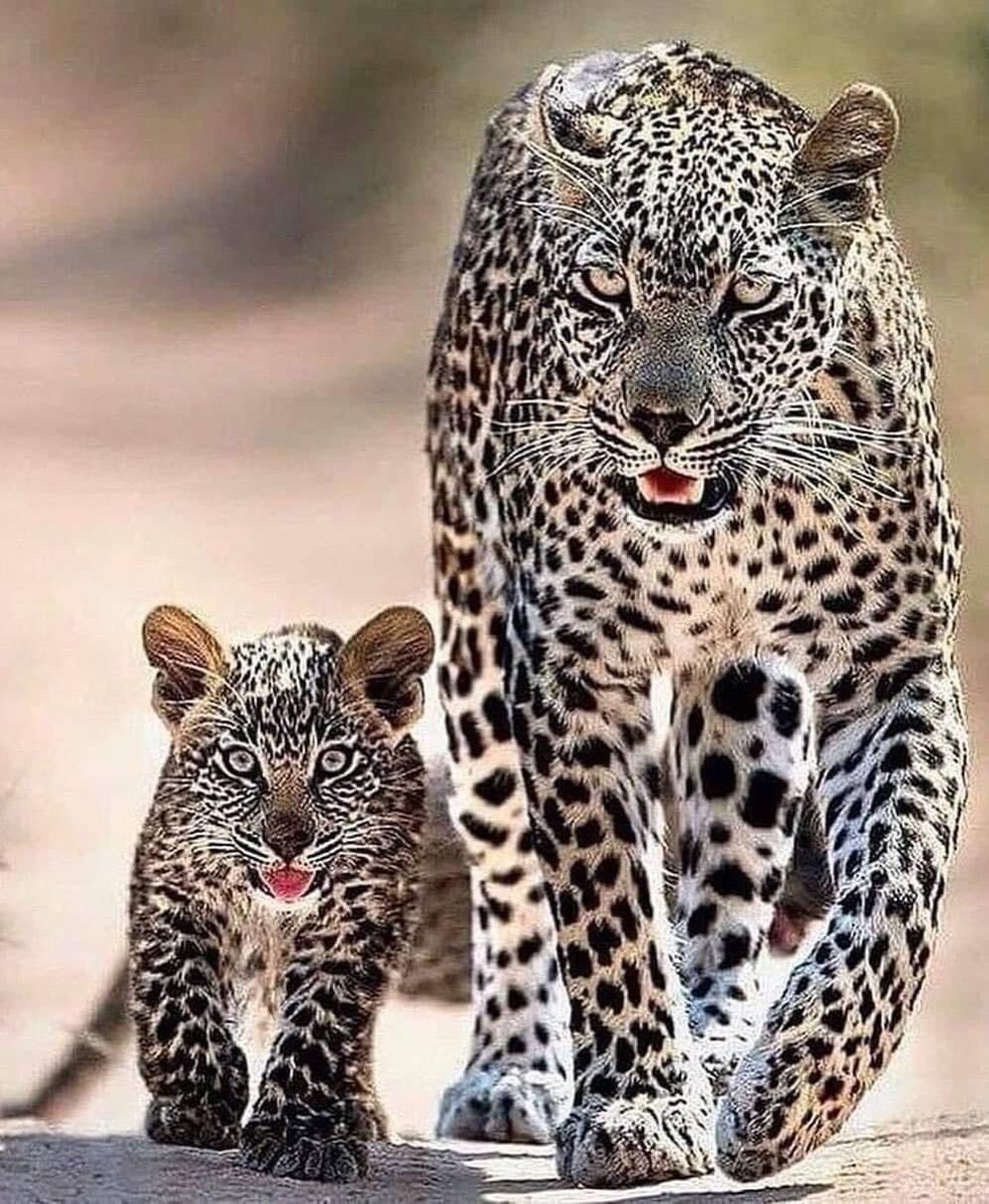 🐆Anne kuzusu....