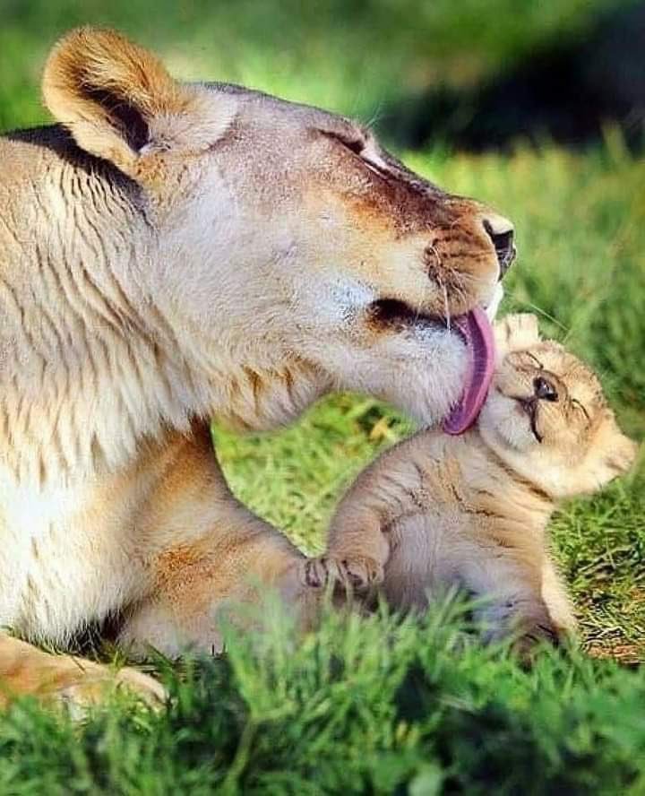 🦁 Evlat Sevgisi...