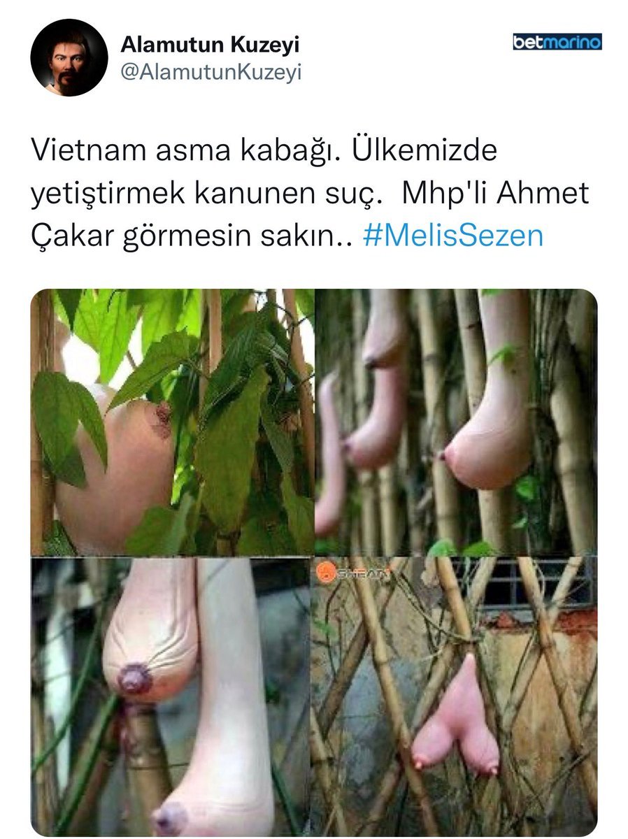 Alamutun Kuzeyi...