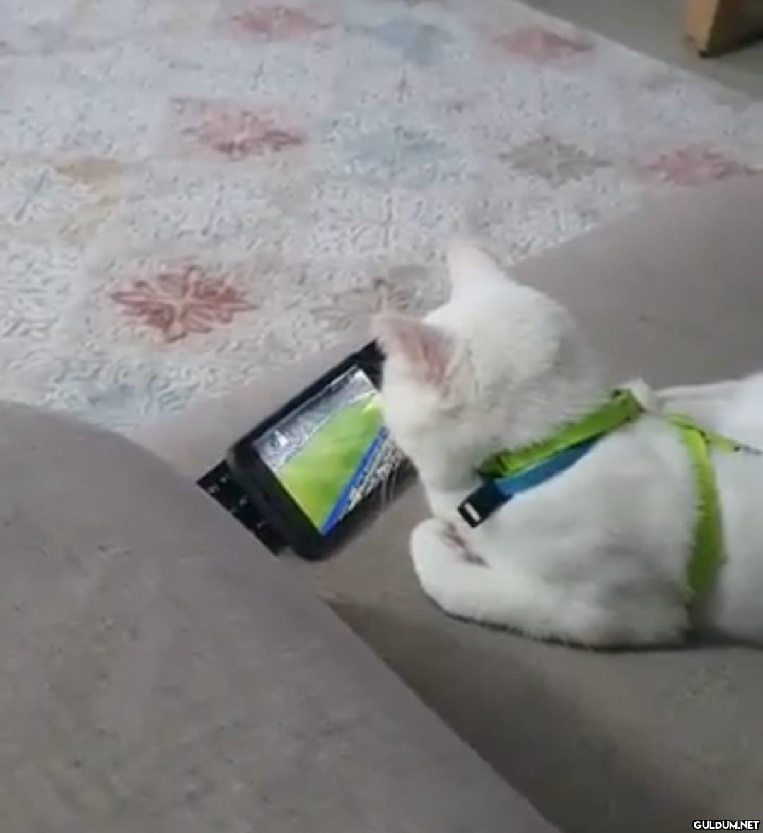 Bahisçi kedi...