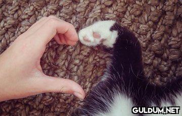 Love kedi...