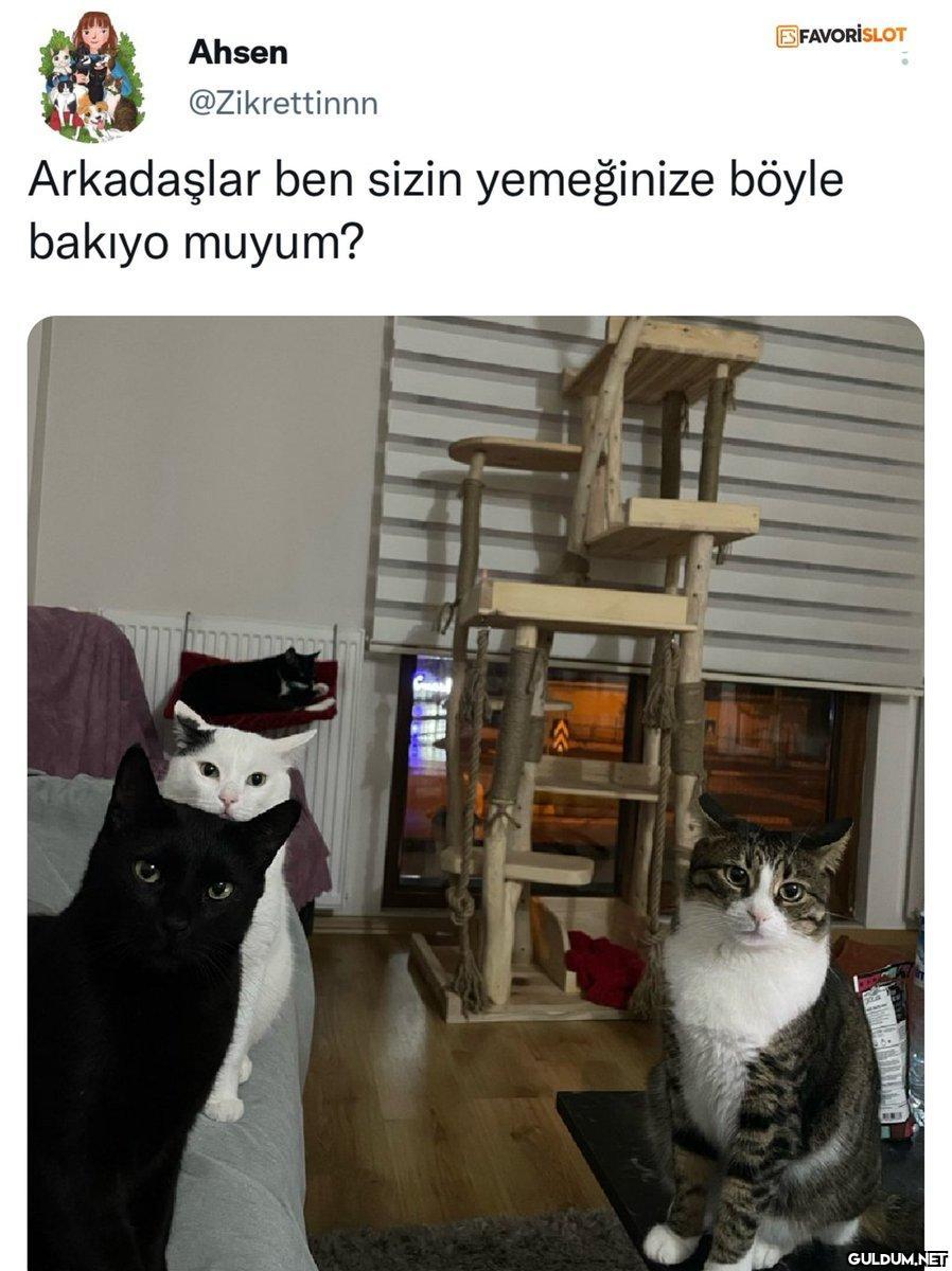 Tiplere bak ya nhdhahshah...