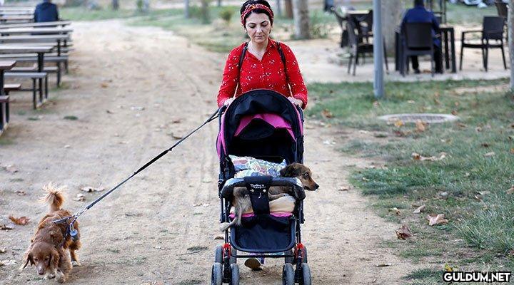 Felçli köpeğini her gün...