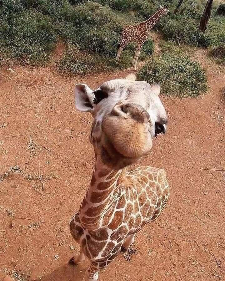 📸Meraklı bir zürafa...