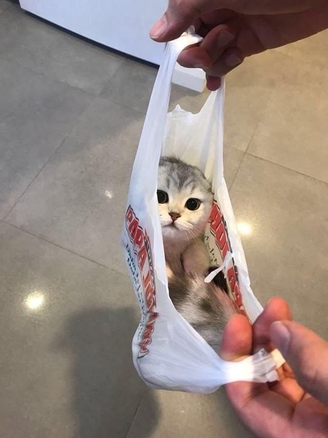 Bitane normal kedi yok...