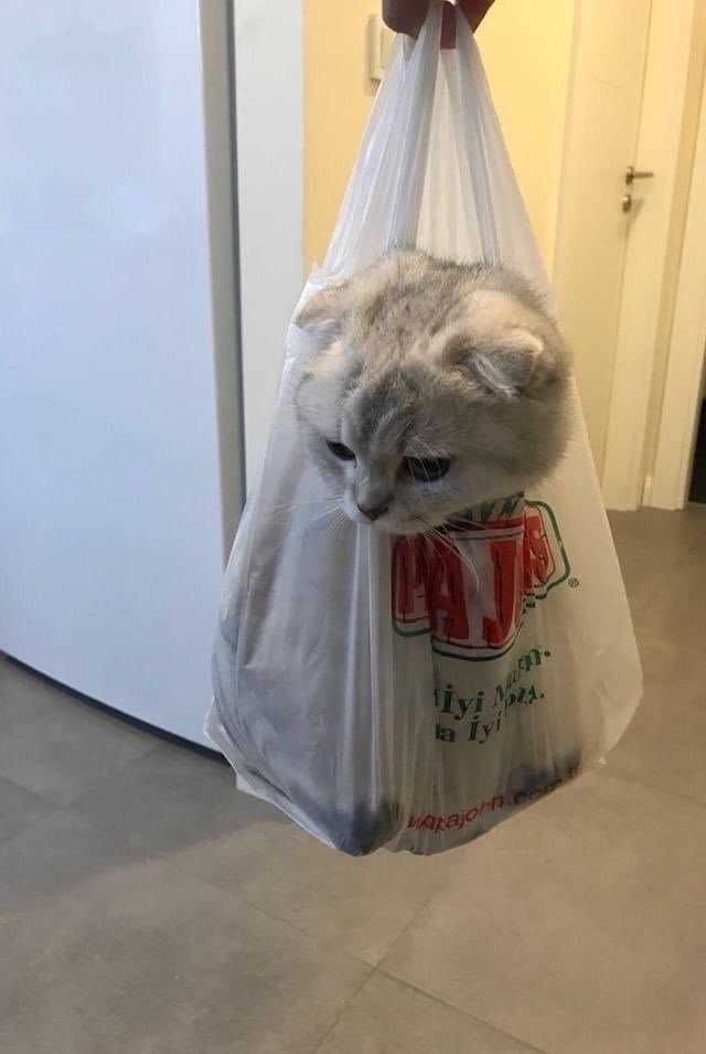 Bitane normal kedi yok...