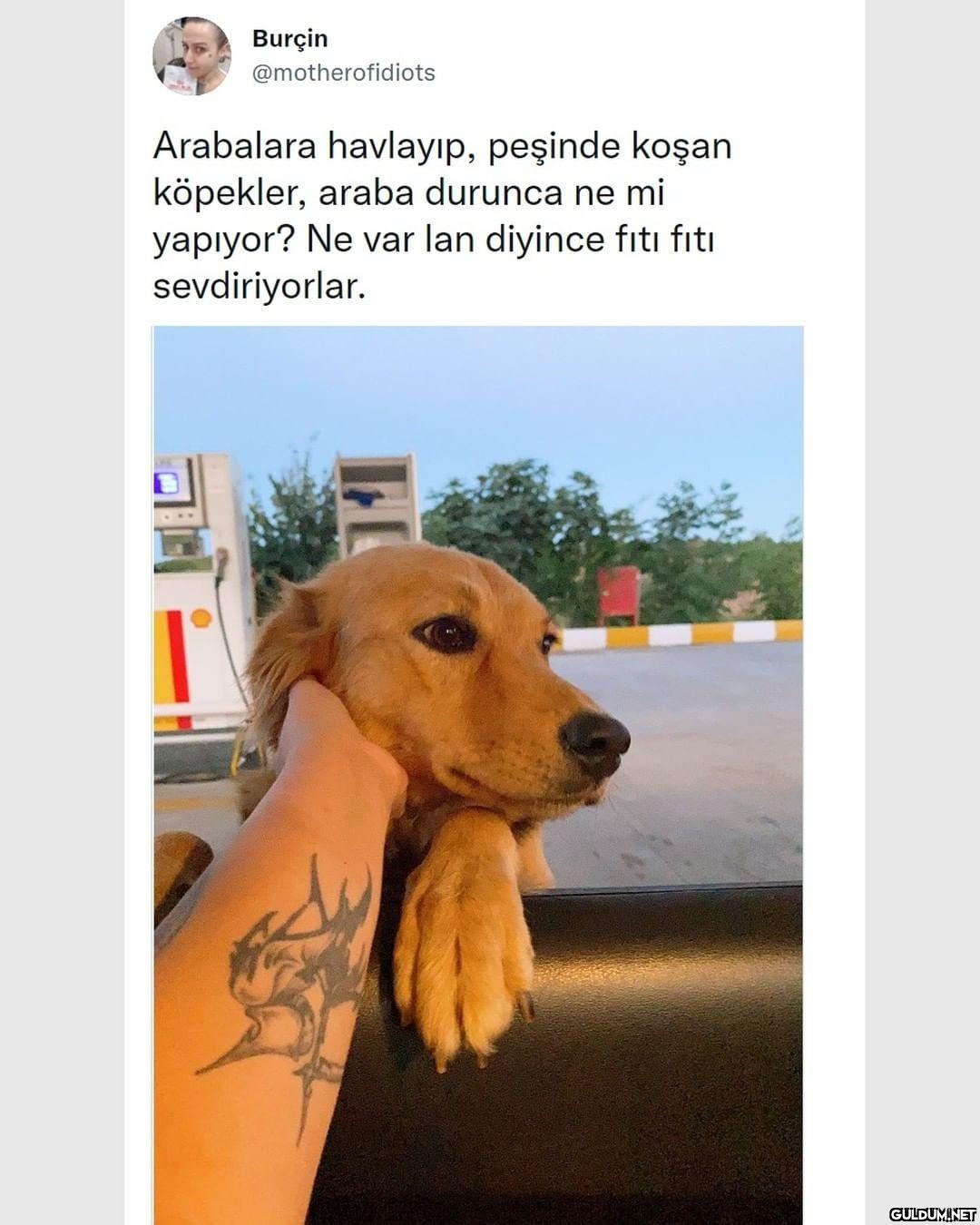 Burçin @motherofidiots...