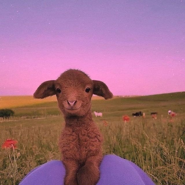 🐑Kötü bir gün geçirenlere...
