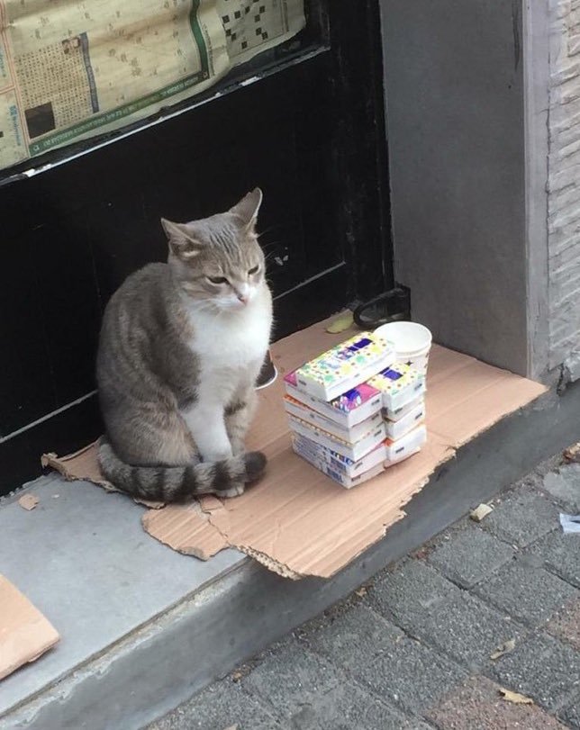 Aynen ülkede kedi olmak...