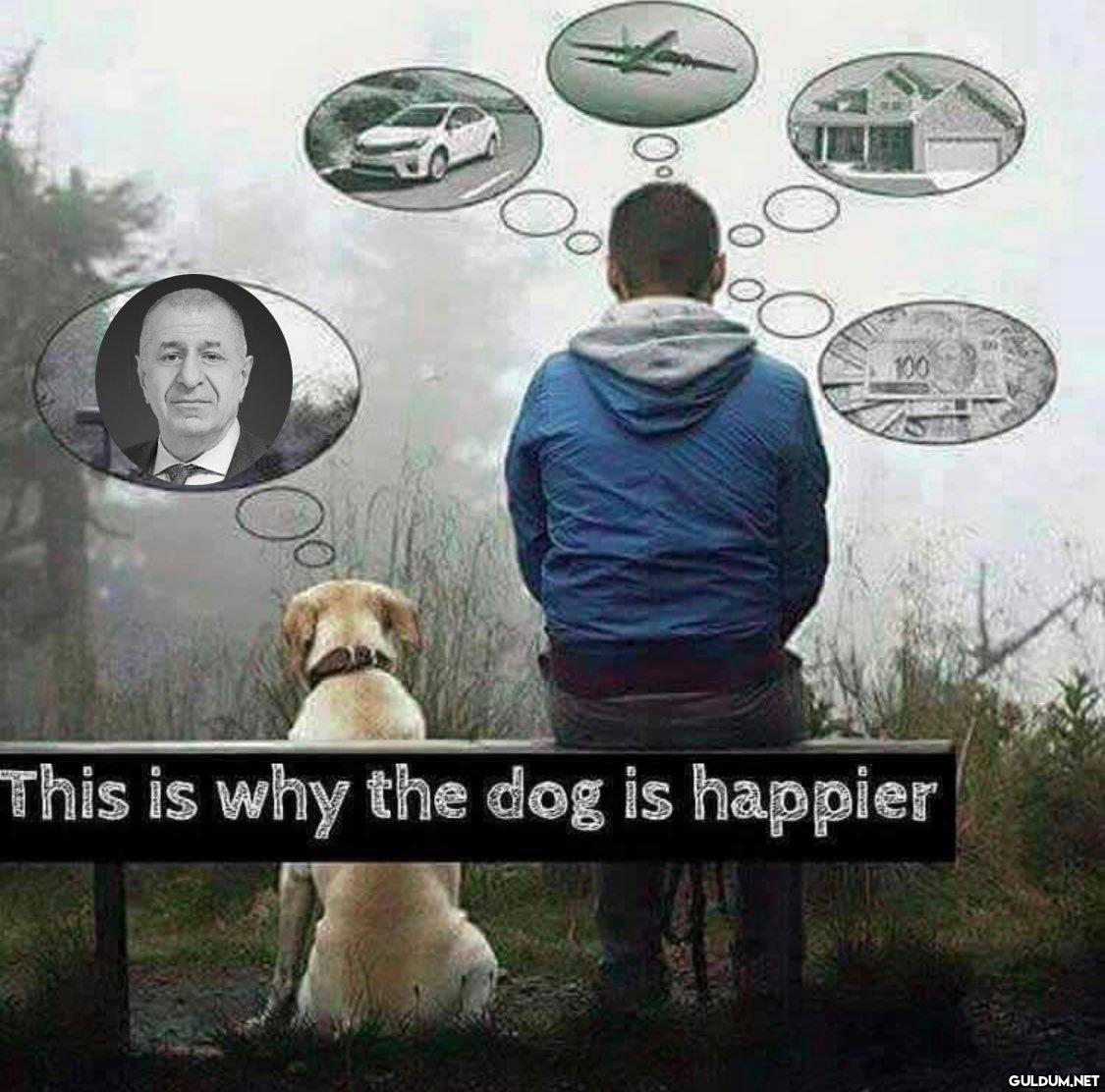 10⁰ 0° This is why the dog...