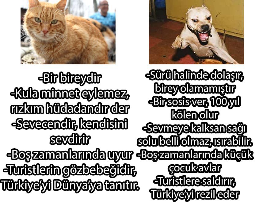 Sokak kedileri vs sokak...