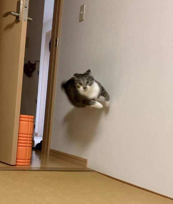 Bitane normal kedi yok...