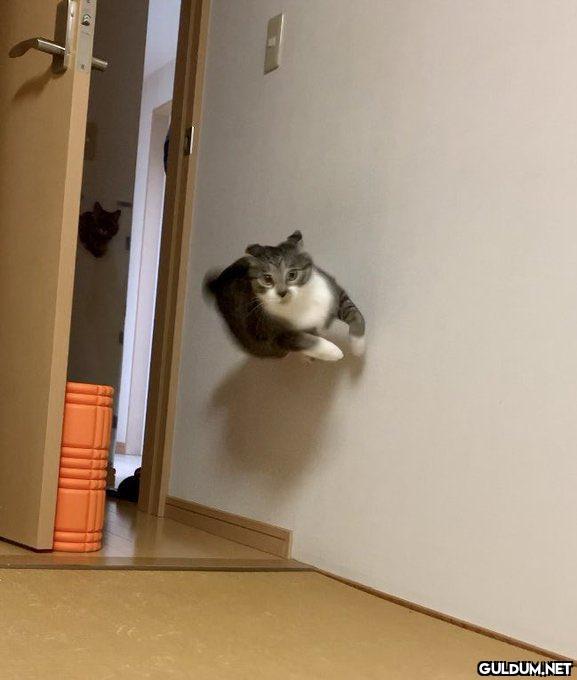 Bitane normal kedi yok...