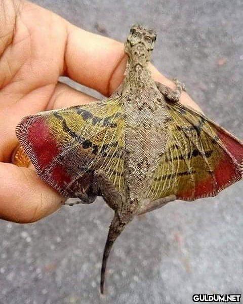 Güneydoğu Asya’da bulunan...