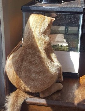 Sizce bu kedi nereli ?...