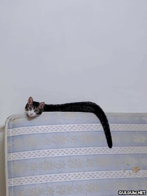Kedi yılanı ilk defa...