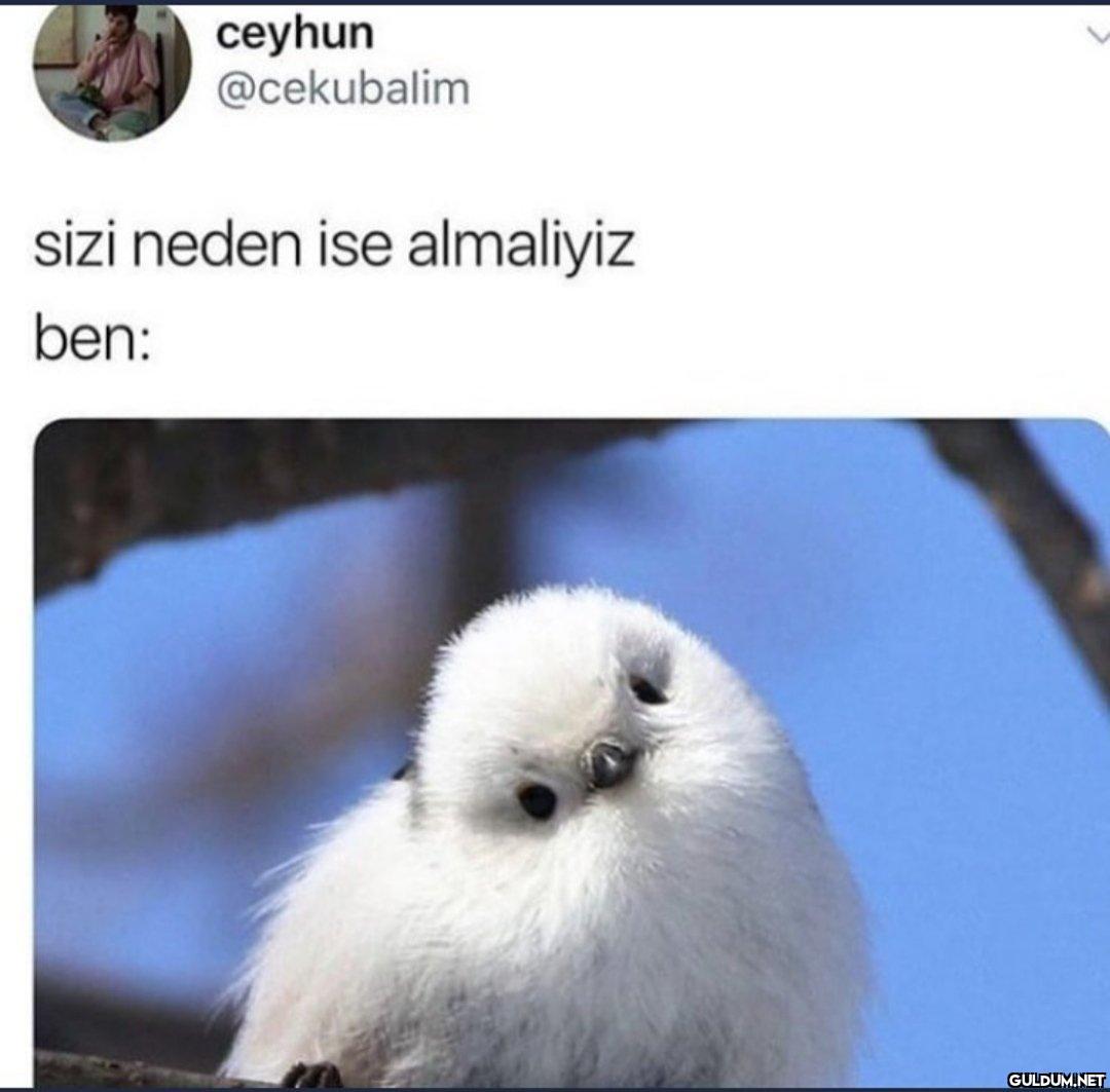 ceyhun @cekubalim sizi...