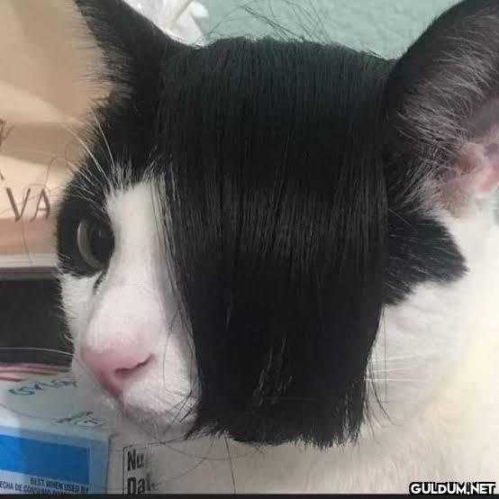 Emo kedi...
