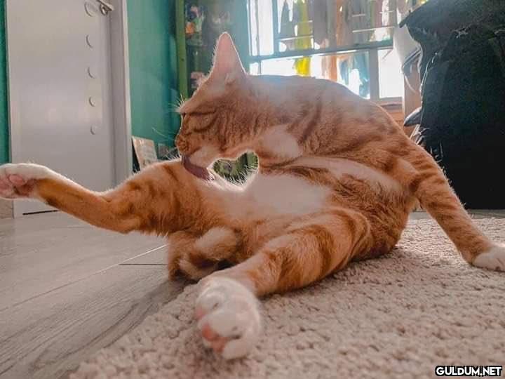 Love kedi...