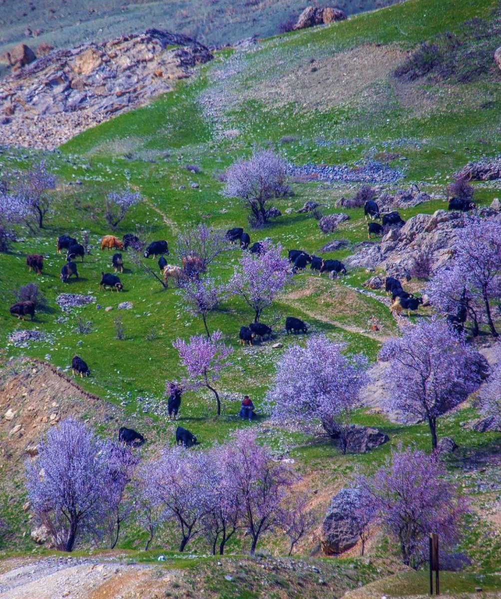 🌸 Çiçek açan badem...