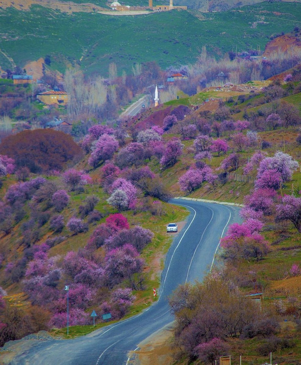 🌸 Çiçek açan badem...