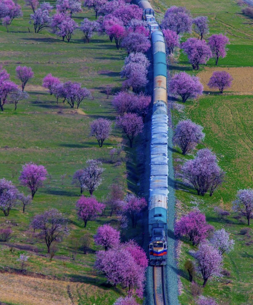🌸 Çiçek açan badem...