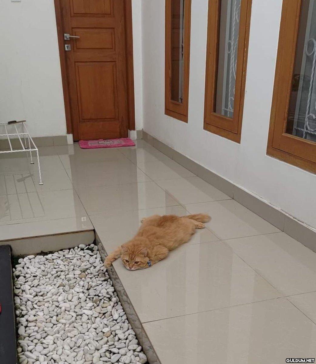 Sıcaklar yüzünden şu şekil...