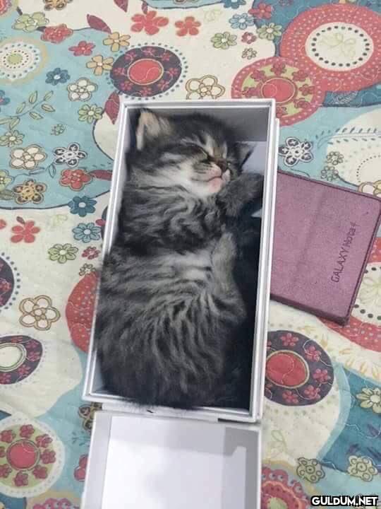 Bitane normal kedi yok...