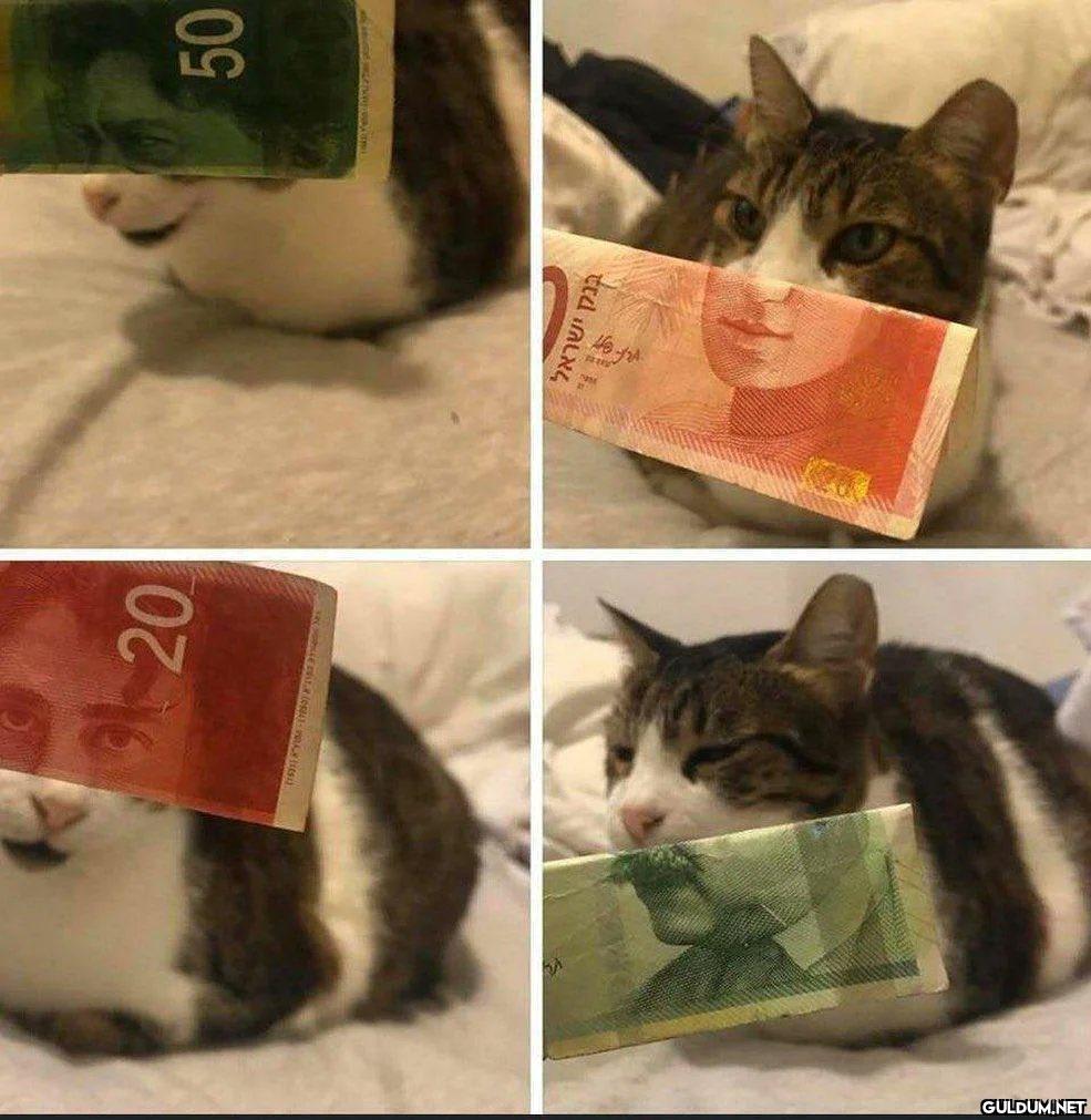 Denk gelişler...