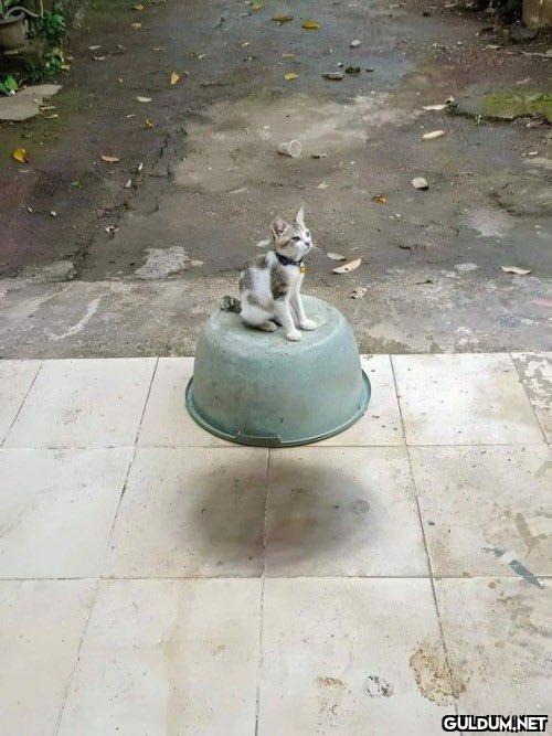 Uçan kedi...