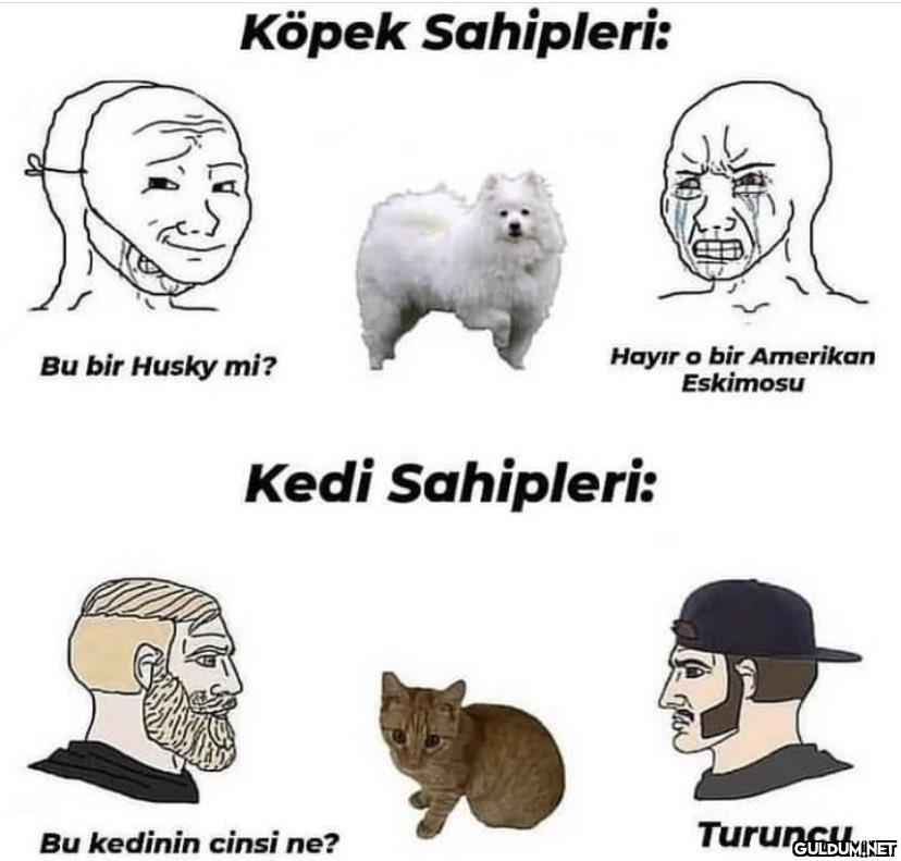 Köpek Sahipleri: Bu bir...