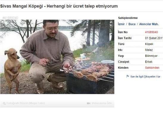 köpeğin duruşuna bak...