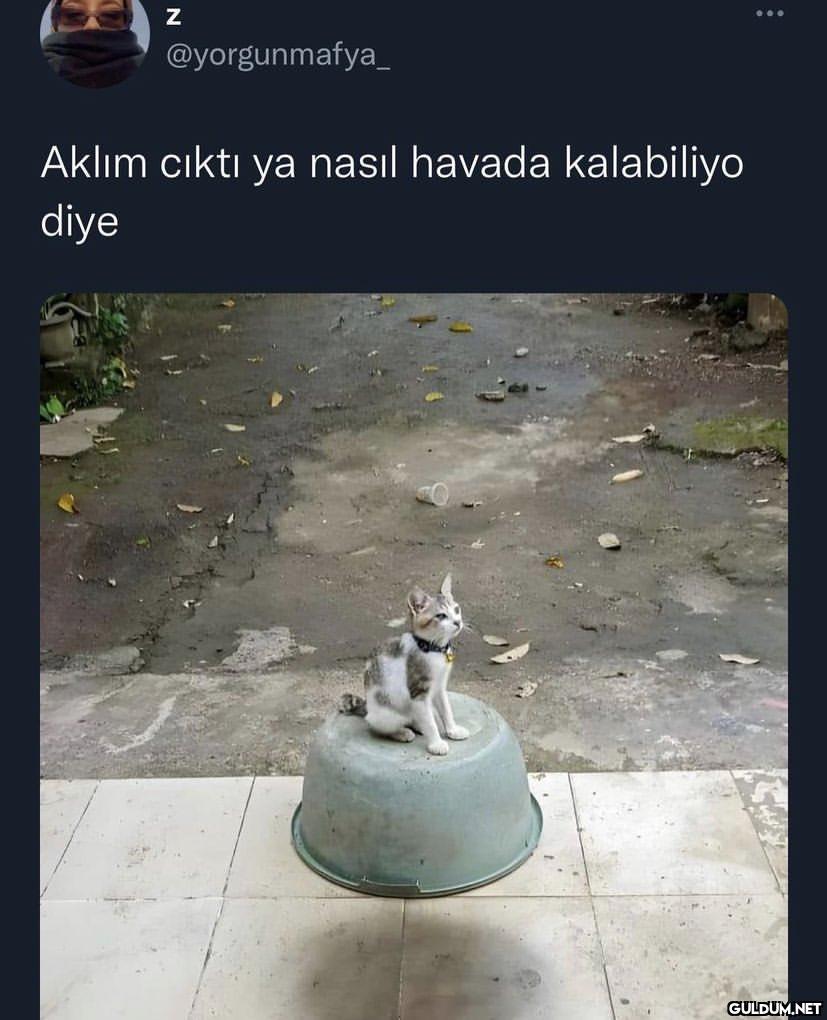 Z @yorgunmafya_ Aklım...