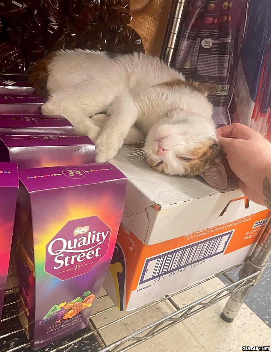 Dışarda kedi görmüşümdür...