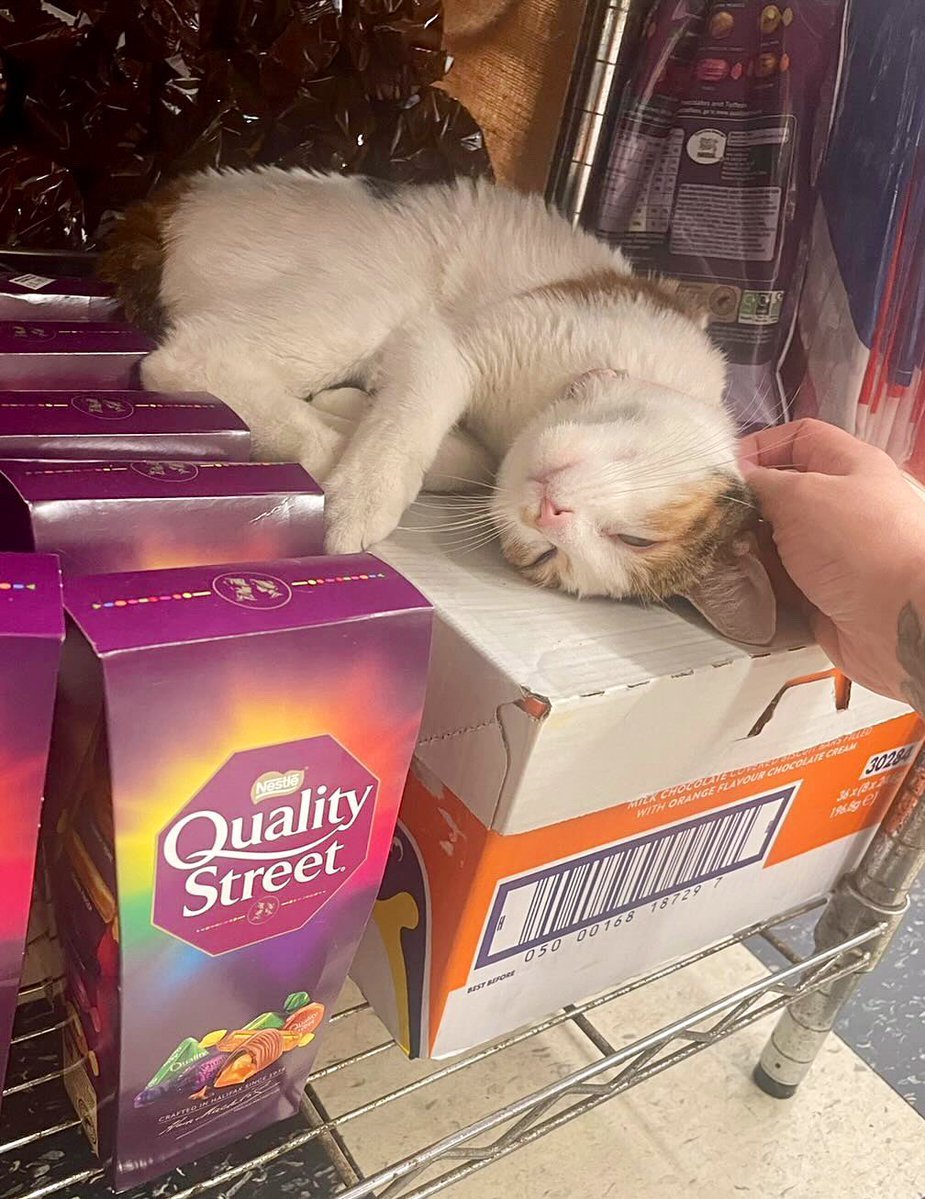 Dışarda kedi görmüşümdür...