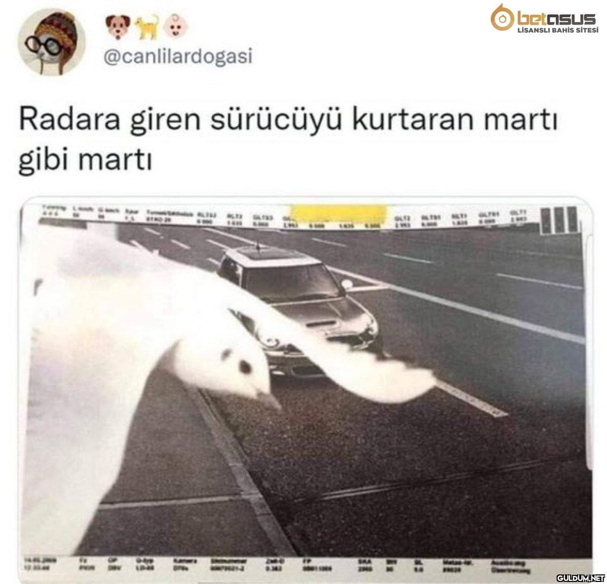 @canlilardogasi Radara...