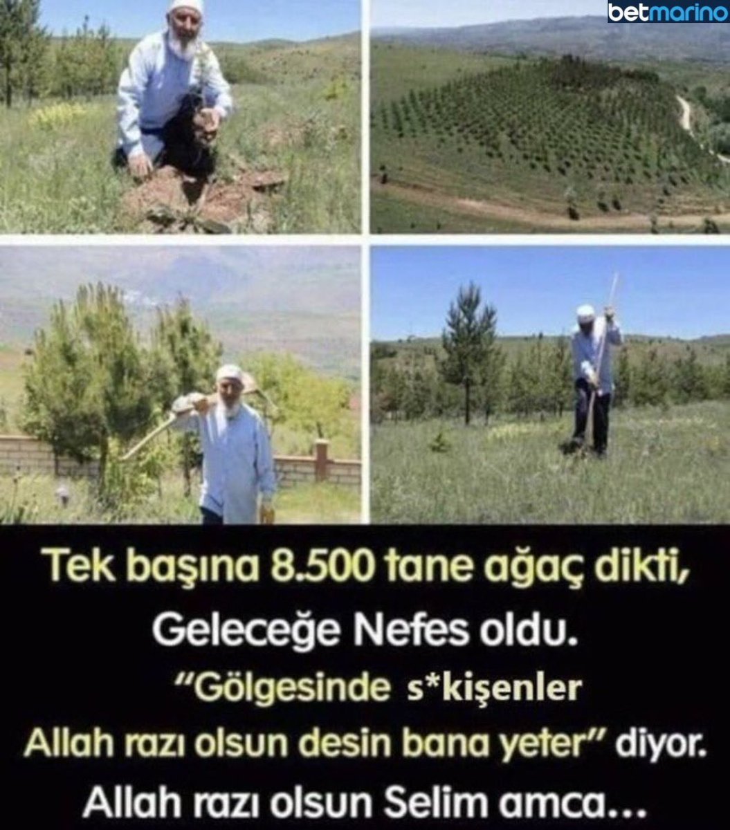Tek başına 8.500 tane ağaç...
