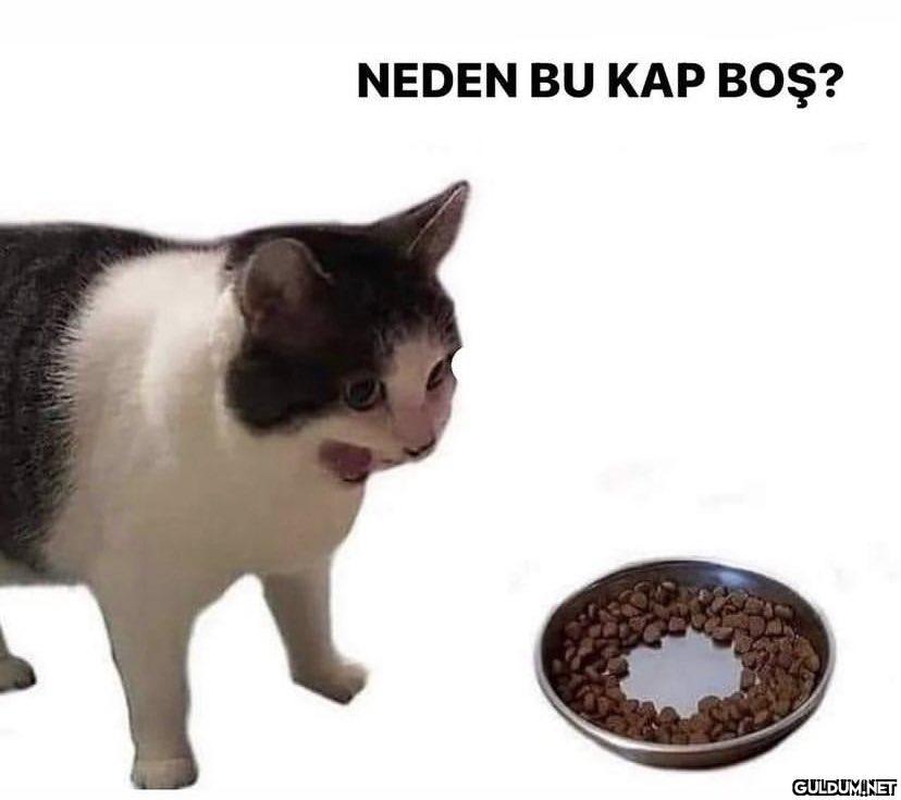 Bu kediler neden böyle...