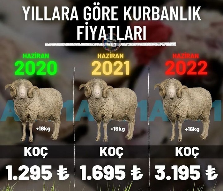 Kurban kesmek bile lüks...