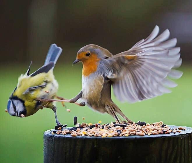 🐦 Mavi baştankarayı...